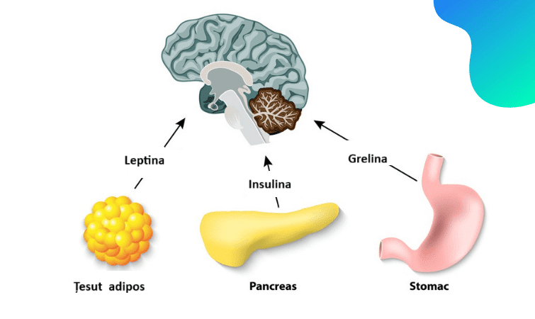 Mecanisme hormonale implicate în controlul foamei: leptina, insulina și grelina după gastric sleeve