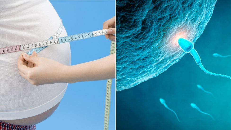 Obezitatea afectează fertilitatea masculină prin modificări hormonale și reducerea calității spermei